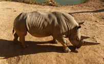 Носорог атаковал машину посетителей «Сафари». Жертв нет