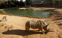 Rhino rams car carrying mother and children
