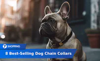 8 Best-Selling Dog Chain Collars of 2024