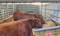 A rare look at the red heifers in Israel
