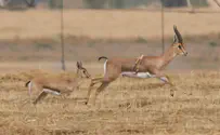 צבי ארץ ישראלי בעל 6 רגליים בנגב המערבי