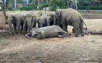 Oldest elephant in Ramat Gan Safari dies