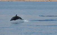 שני מינים של דולפינים תועדו במפרץ אילת
