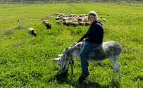 Поиски 14-летнего еврейского пастуха в Биньямине