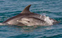 דולפיננים מצויים תועדו מול חוף יפו