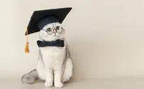החתול שקיבל תואר דוקטור מהאוניברסיטה