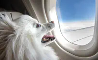 חדש: חברת תעופה לכלבים בלבד