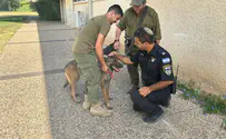 Israel Dog Unit saves missing man in Galilee
