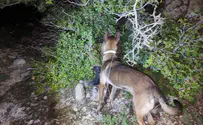 Israel Dog Unit simulates missing person incident in Samaria