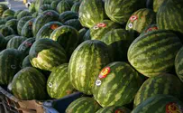 PA: Tons of Jewish-Grown Melons Grabbed, Arab to Stand Trial