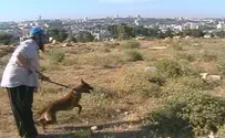 Canine Legion Protects Jewish Property from Arab Squatters