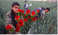 Gaza Begins Agricultural Export to Europe