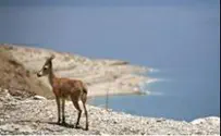 PA Wants Israel to OK Dead Sea Tourist Scheme 