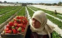 Israel Allows Goods from Gaza to Enter Judea and Samaria