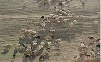 רועה הצאן מכוכב השחר: תביעת ענק נגד המדינה