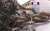 מפגעי מזג האויר: עצים קורסים רמזורים נתלשים