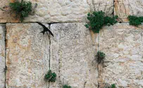 ‘Swift’ Birds to be Welcomed Back to Western Wall