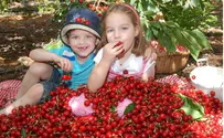 ‘Everything Coming up Cherries' in Israel
