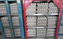 PA Smugglers End up with 90,000 Broken Eggs