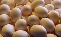 תו "תוצרת אורגנית" - גם לביצים, בשר ועופות