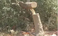 Jewish-Owned Olive Grove Robbed, Destroyed