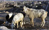 'Ishmael' Dogs Abraham the Shepherd in Modern Biblical Tale