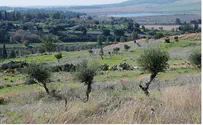Palestinian Authority To Plant 750,000 More Olive Trees