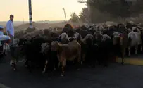 Watch: Arab Sheep Rustlers Steal, Abuse Animals
