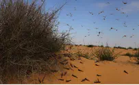 Officials: Locusts Set to Invade Center of the Country