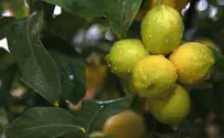 Israeli Farmer Invents Solution for Lemon Rot