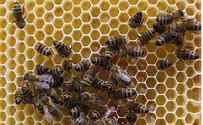 Видео: пчелы устроили гнездо на футбольных воротах