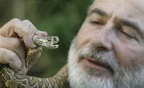 Snake Kills Man, 57, at Sea of Galilee