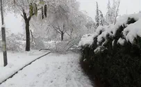 Snowstorm Damages Millions of Shekels in Agriculture