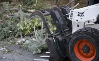 ירושלים: אוספים טונות של עצים שנשברו