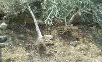 פלסטינים עקרו עצי זית סמוך לאלון מורה