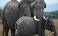הפילים בספארי בעת אזעקה