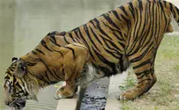 Maneater Tigress Kills 7 In Northern India