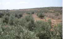 Israel Land Fund Calls on Investors to 'Redeem' Western Galilee