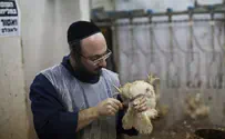 Backlash Continues Against Calls to Ban Kosher Slaughter in UK
