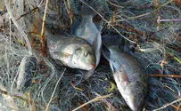 נחשפה חוליית דייגים בכנרת שהשתמשו ברעל