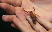 בדרך לוינה: 50 עקרבים חיים התגלו בנתב"ג