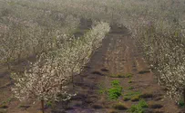 מיליוני זבובים מישראל לעזרת החקלאות האירופית