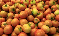 עגבניות הועברו מרצועת עזה לירדן