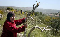 Return of the Arab Olive Tree 'Blood Libel'