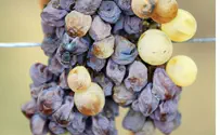 Lapid Lowers Import Duty on Grapes