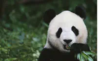 China Sends its 'Panda Diplomacy' to Israel