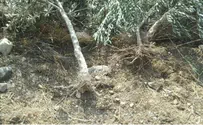 Арабы выкорчевали 225 оливковых деревьев близ Иерусалима