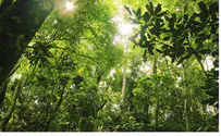 Study Shows Greenhouse Emissions Helping Tropical Forests