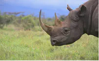 Rhinos Run Free as Security Guard Sleeps