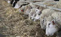 בדואים ניסו לגנוב כבשים - הרועה נעצר